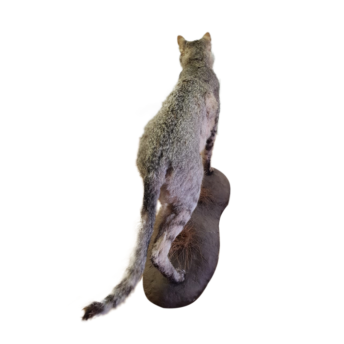 Wild Cat Full Mount - Image 5