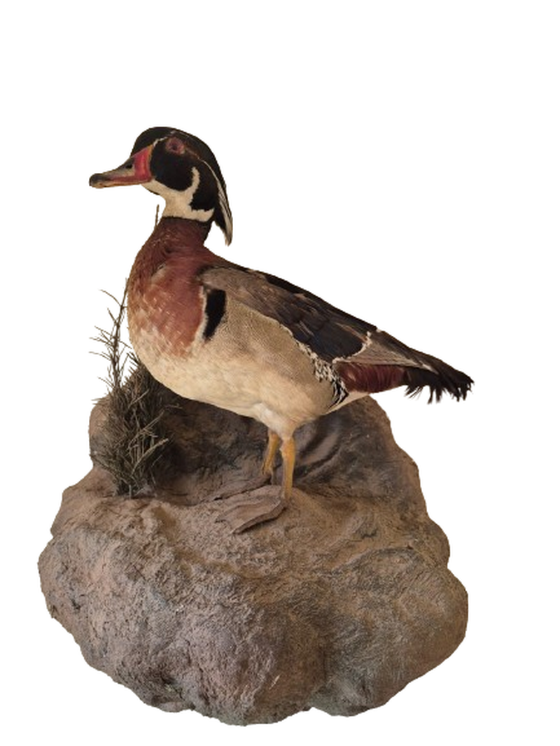 Wood Duck