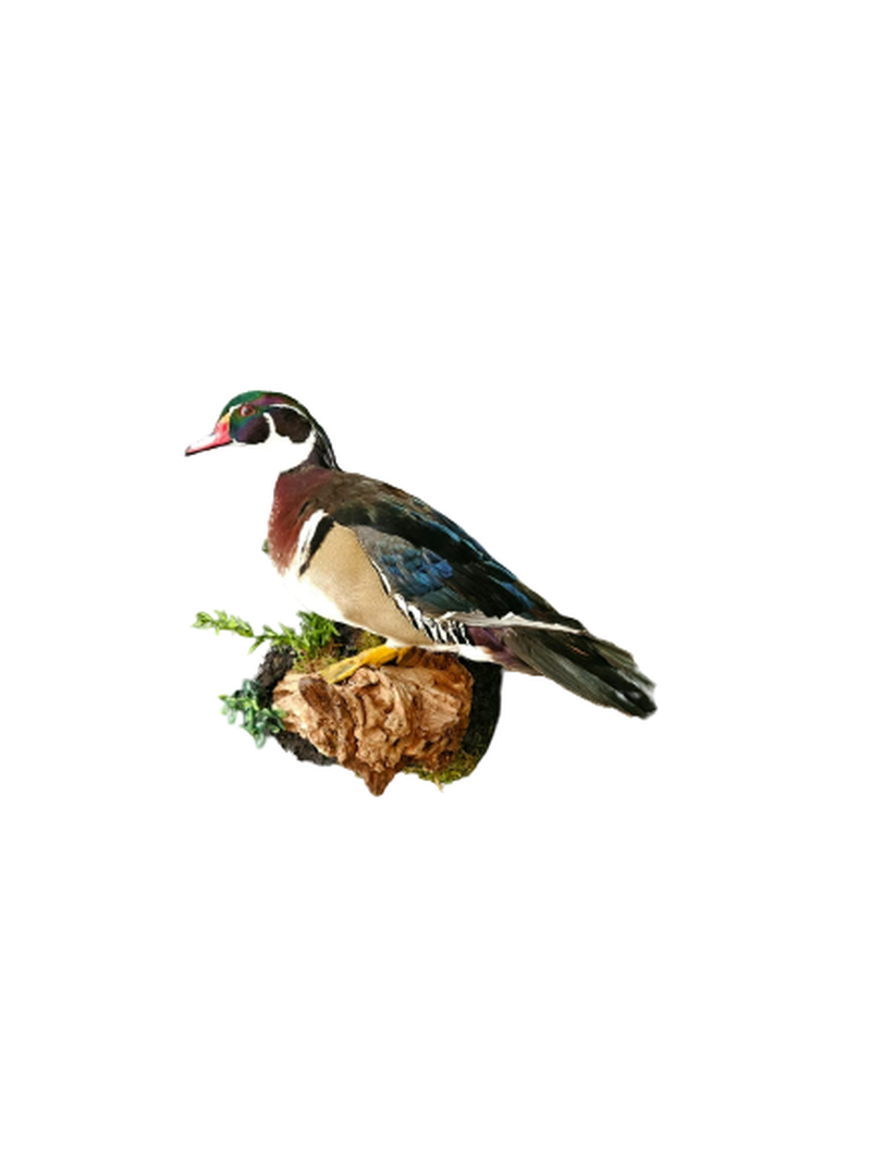 Wood Duck - Image 4