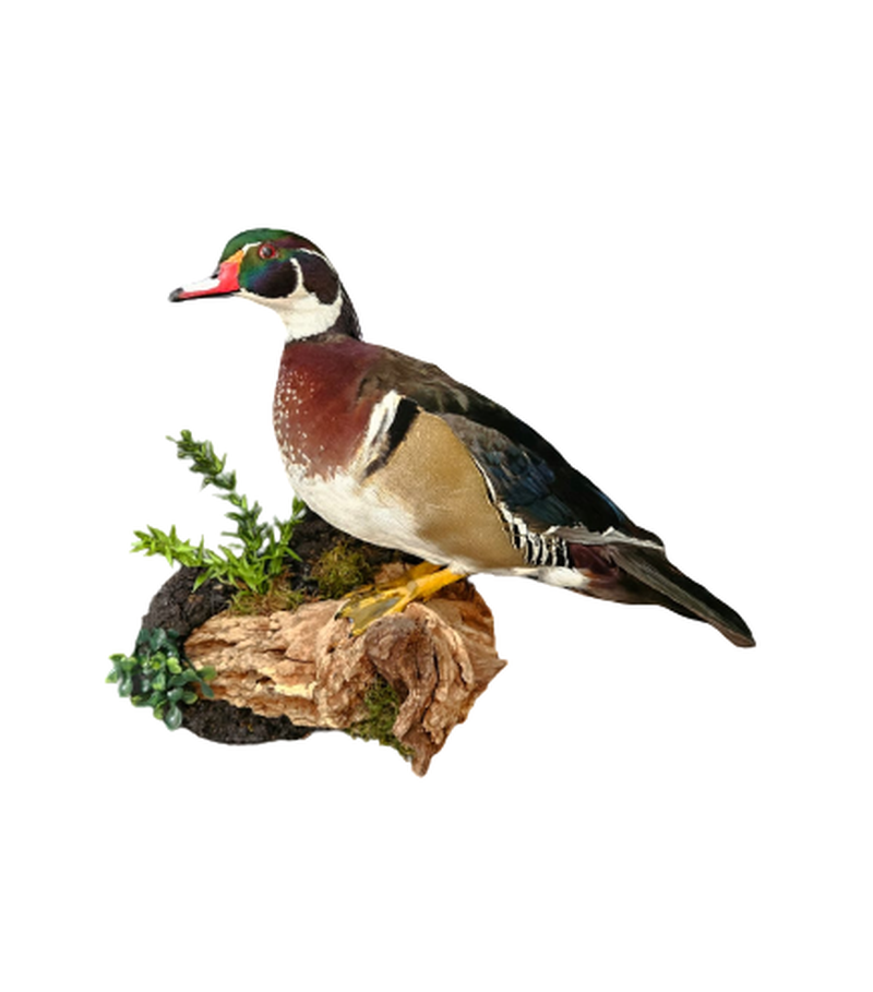 Wood Duck