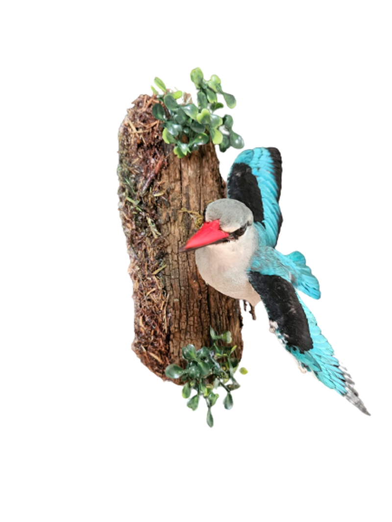 Woodland King Fisher - Image 2