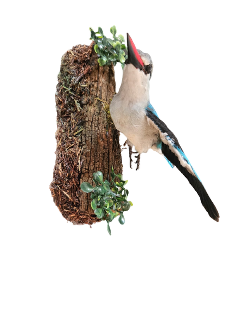 Woodland King Fisher - Image 3