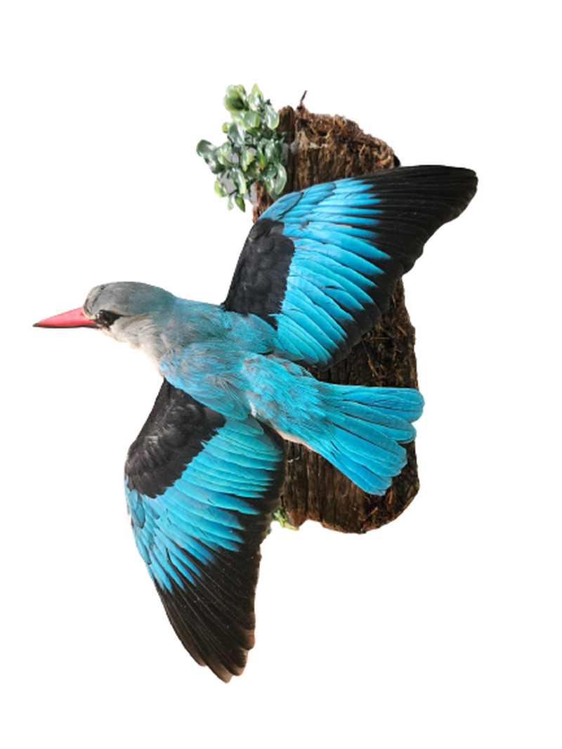 Woodland King Fisher