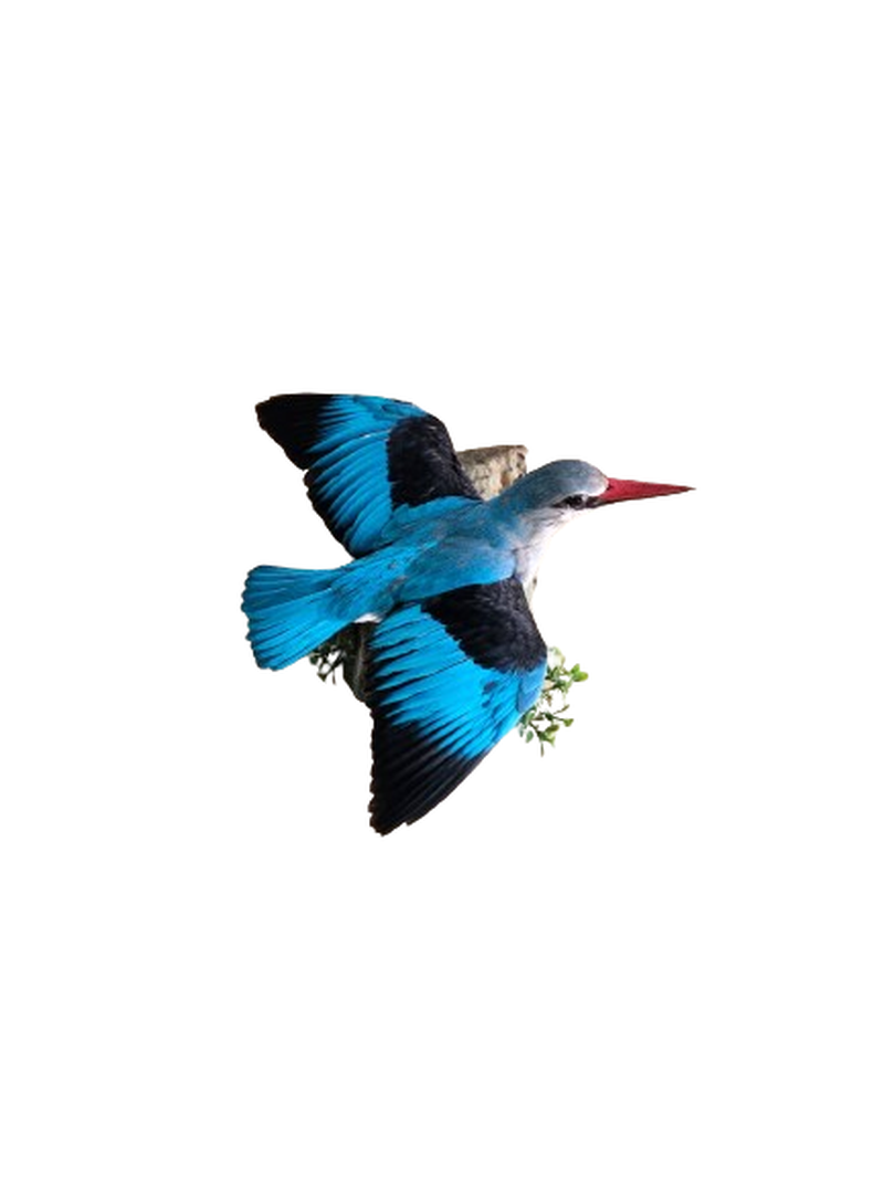 Woodland Kingfisher - WKF001