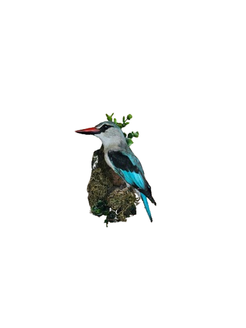 Woodland Kingfisher - WKF002
