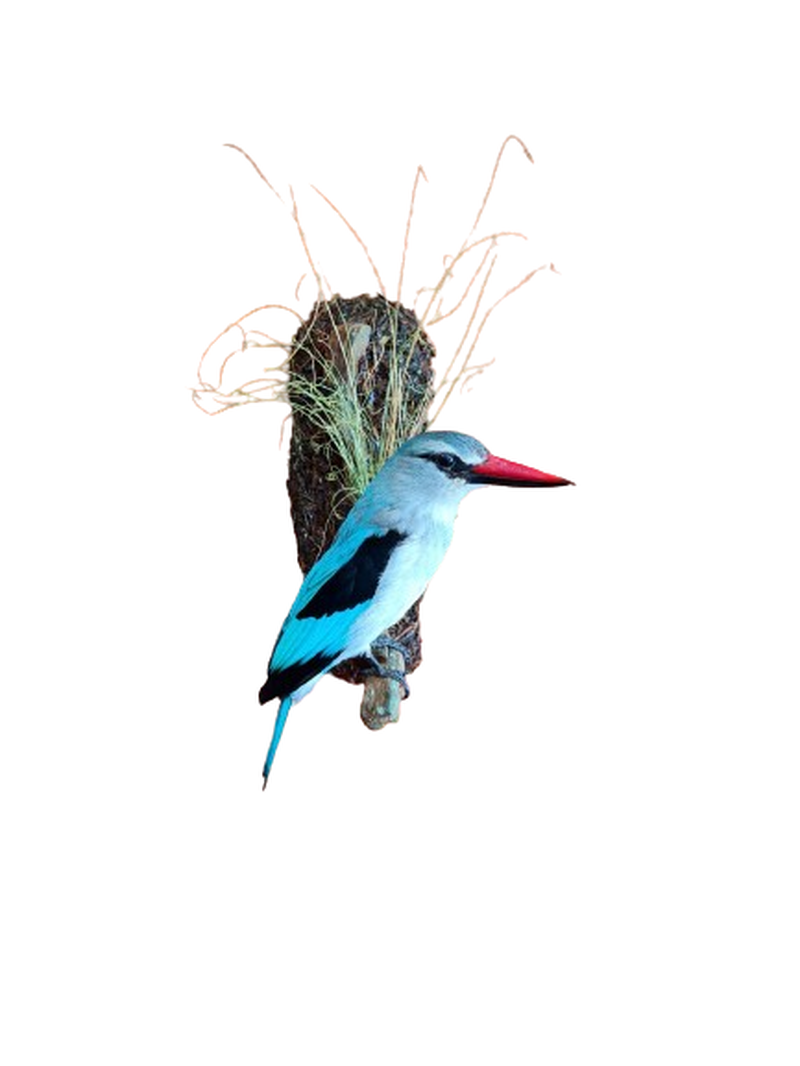 Woodland Kingfisher - WKF003