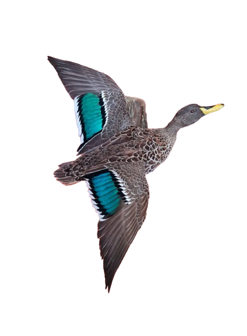 Yellow Billed Duck