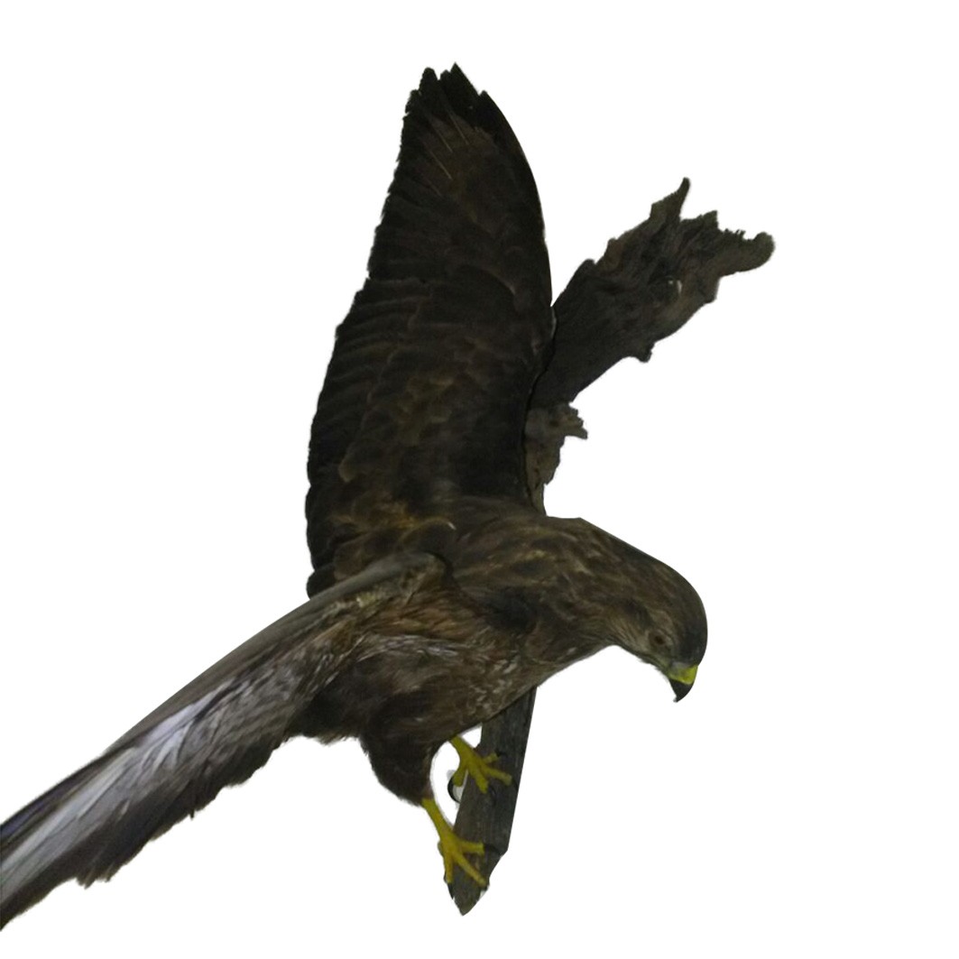 YELLOW BILLED KITE
