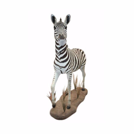 Young Baby Zebra Full Mount YBZ1