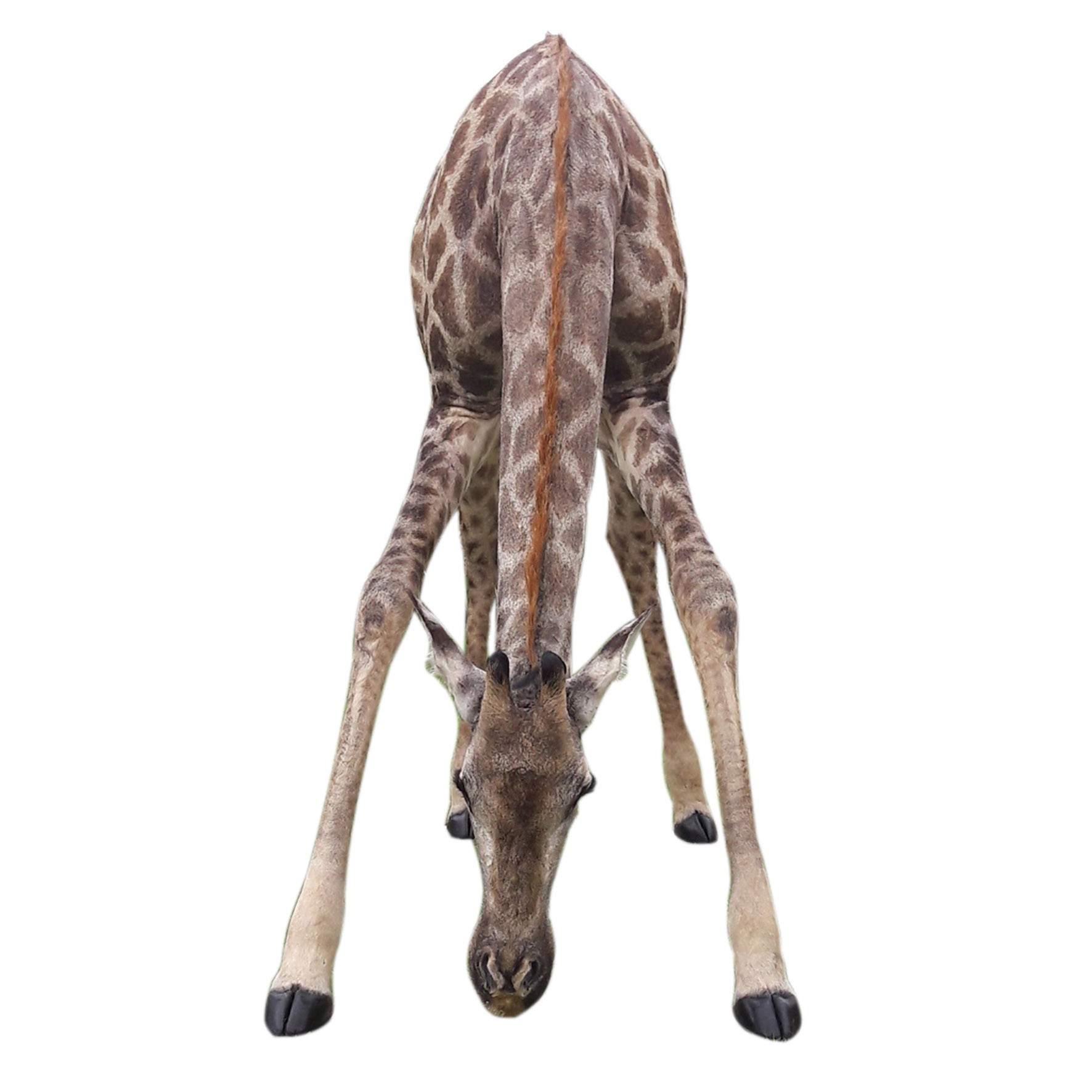 Young Giraffe Calve Drinking X0522 - Image 2