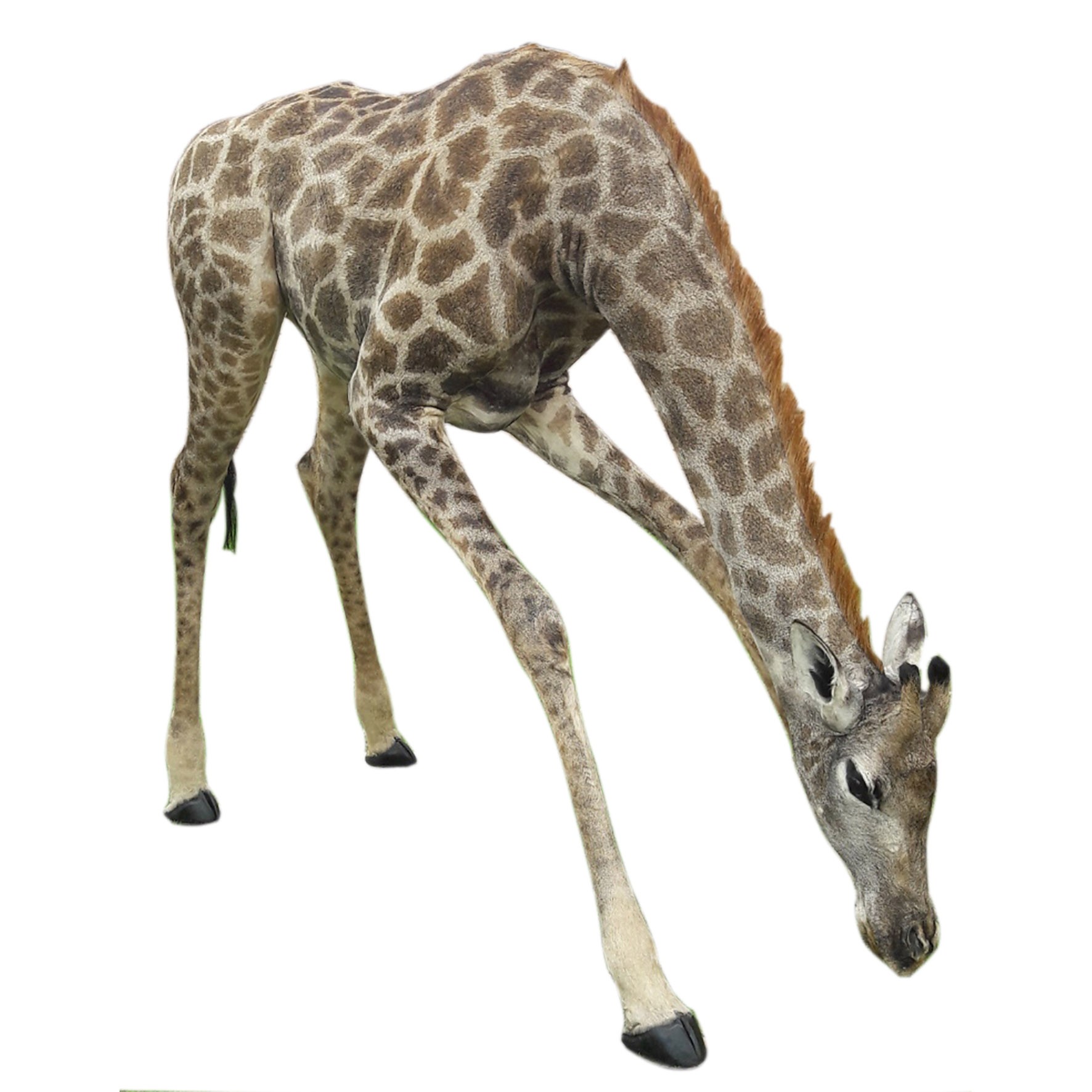 Young Giraffe Calve Drinking X0522