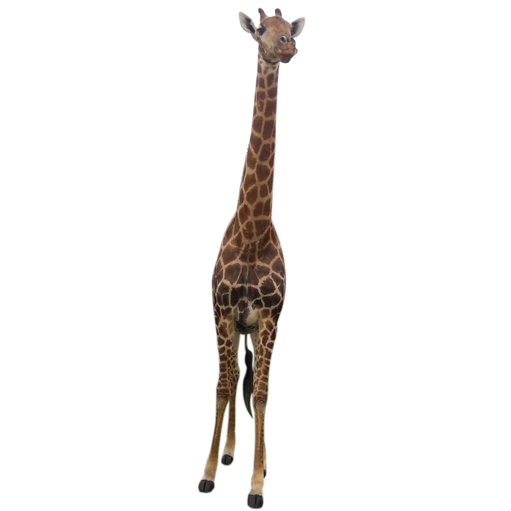 Young Giraffe Calve X0090B - Image 2