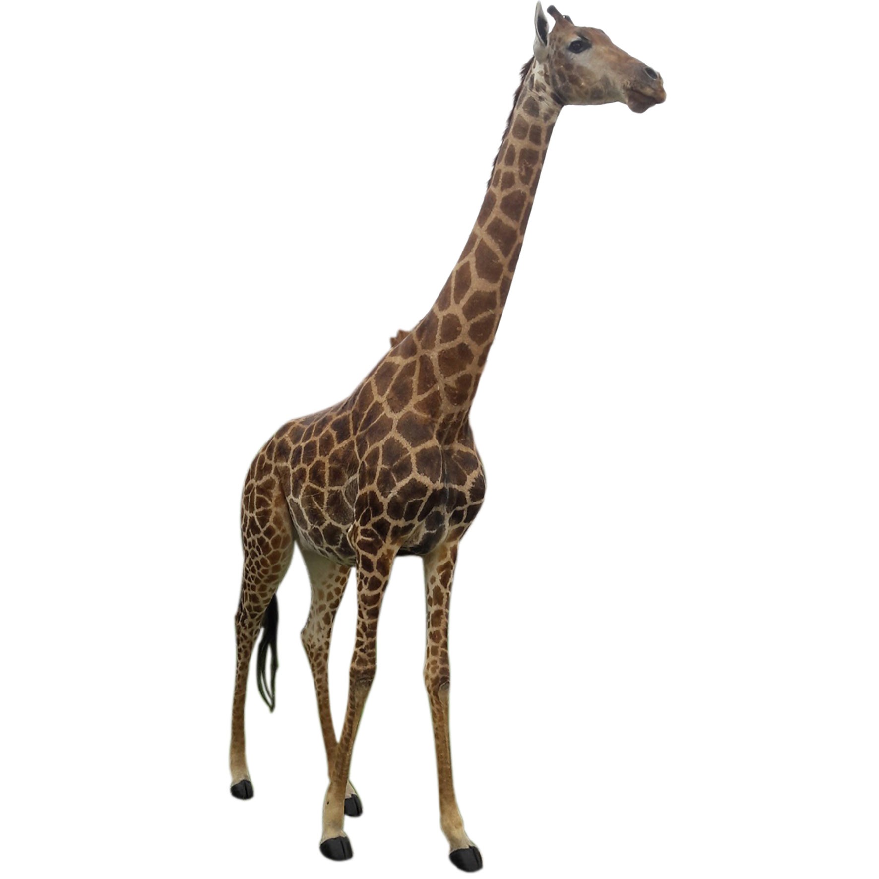 Young Giraffe Calve X0090B
