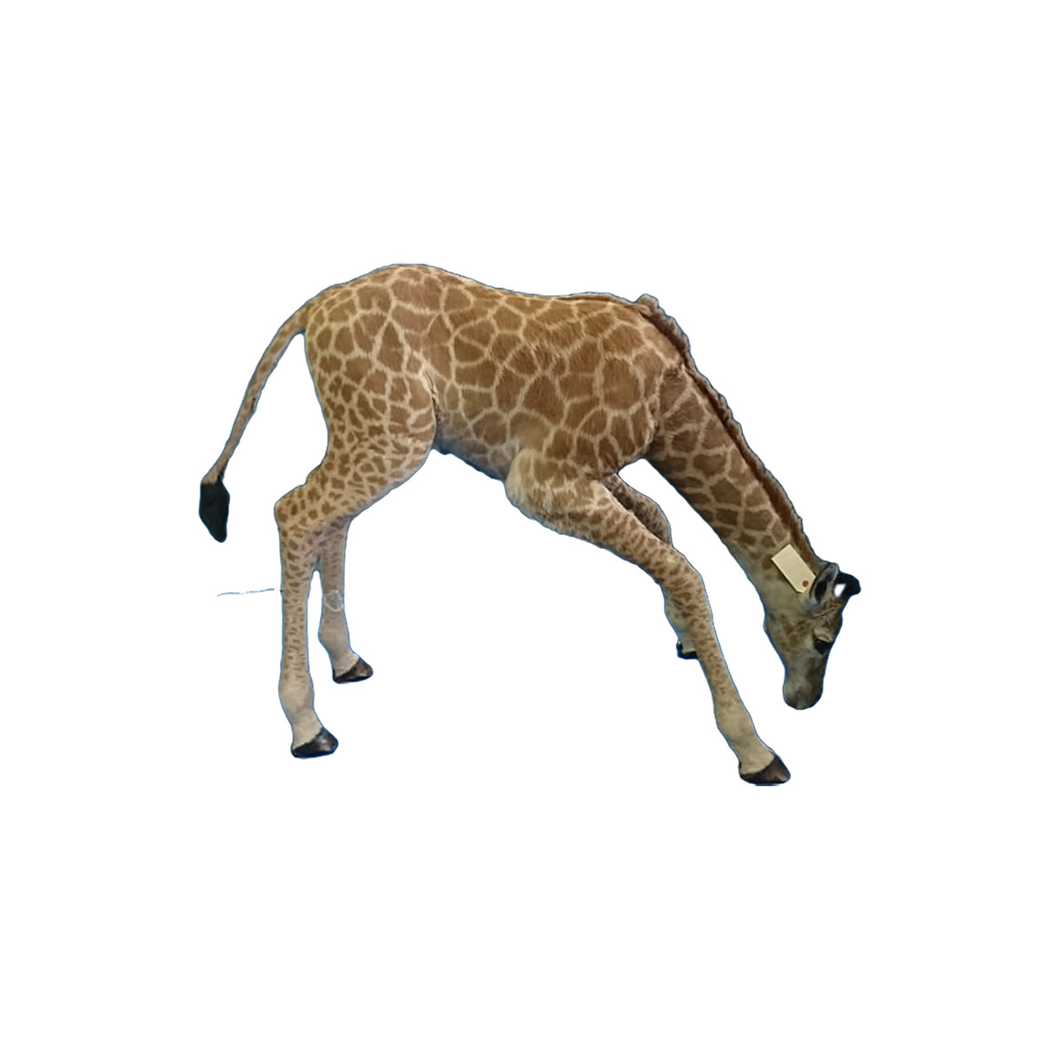 YOUNG GIRAFFE DRINKING YGD32 - Image 2