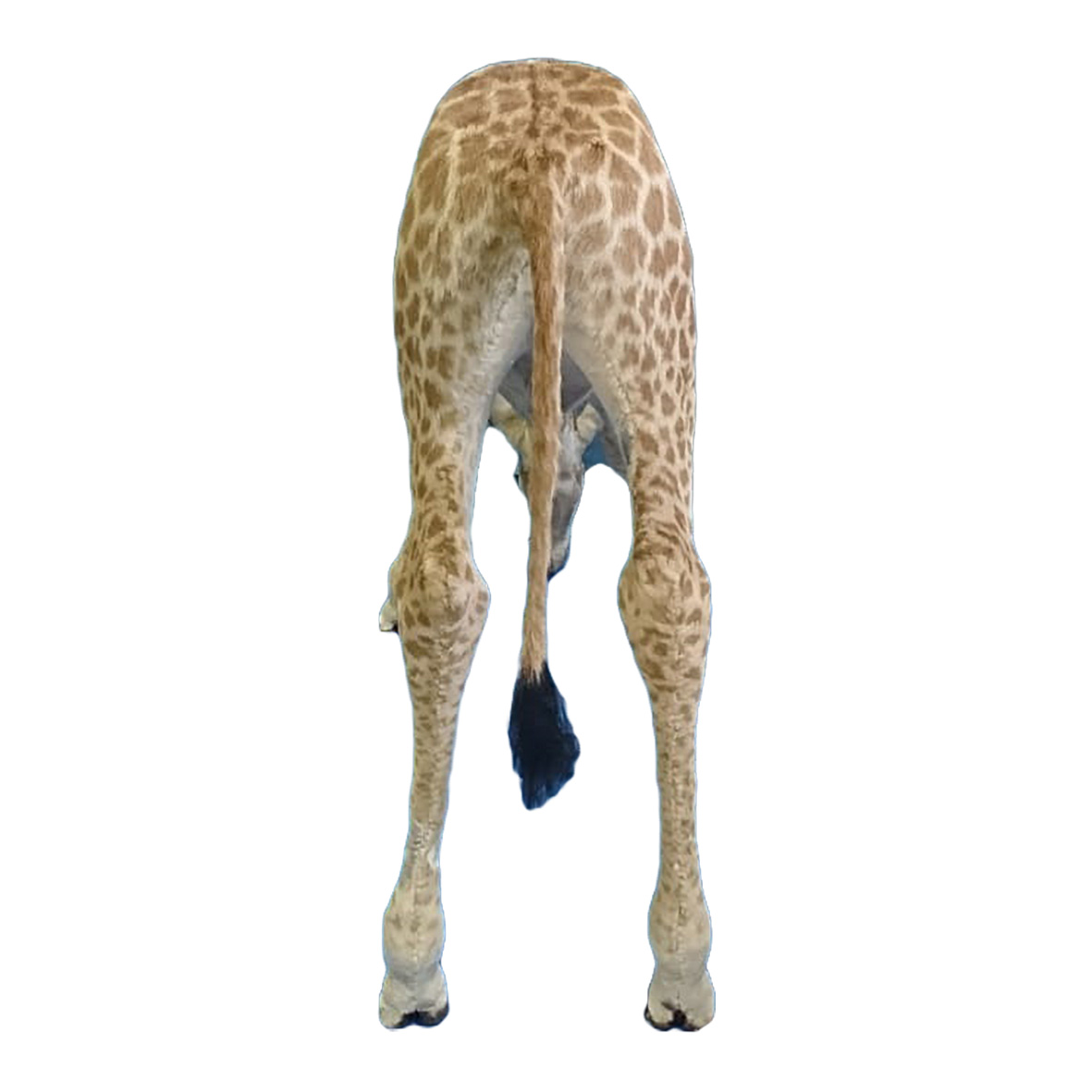 YOUNG GIRAFFE DRINKING YGD32 - Image 3
