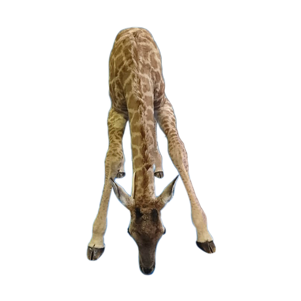 YOUNG GIRAFFE DRINKING YGD32 - Image 5