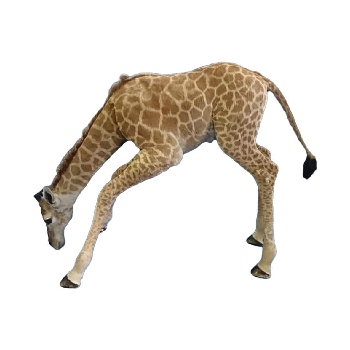 YOUNG GIRAFFE DRINKING YGD32