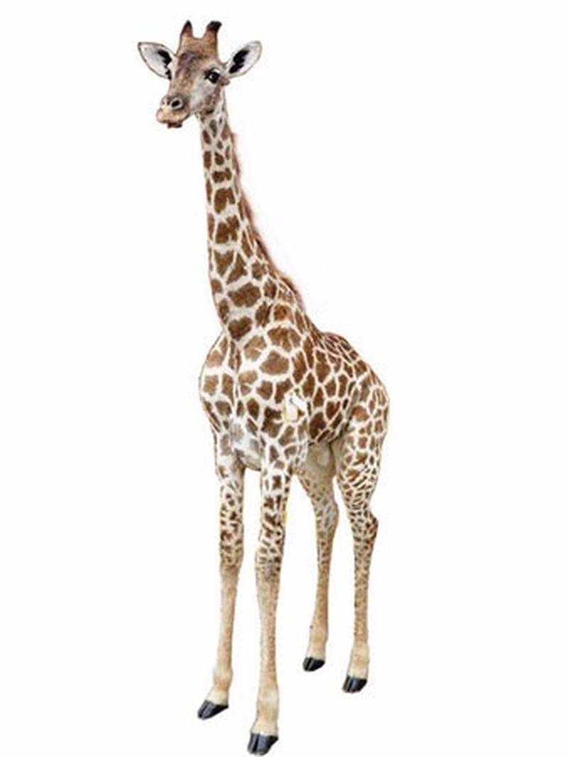 Young Giraffe Full Mount For Sale. YG1 - Image 2