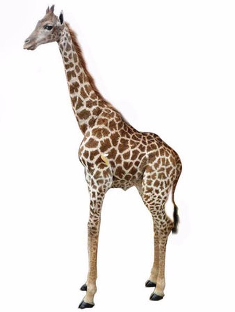 Young Giraffe Full Mount For Sale. YG1 - Image 3
