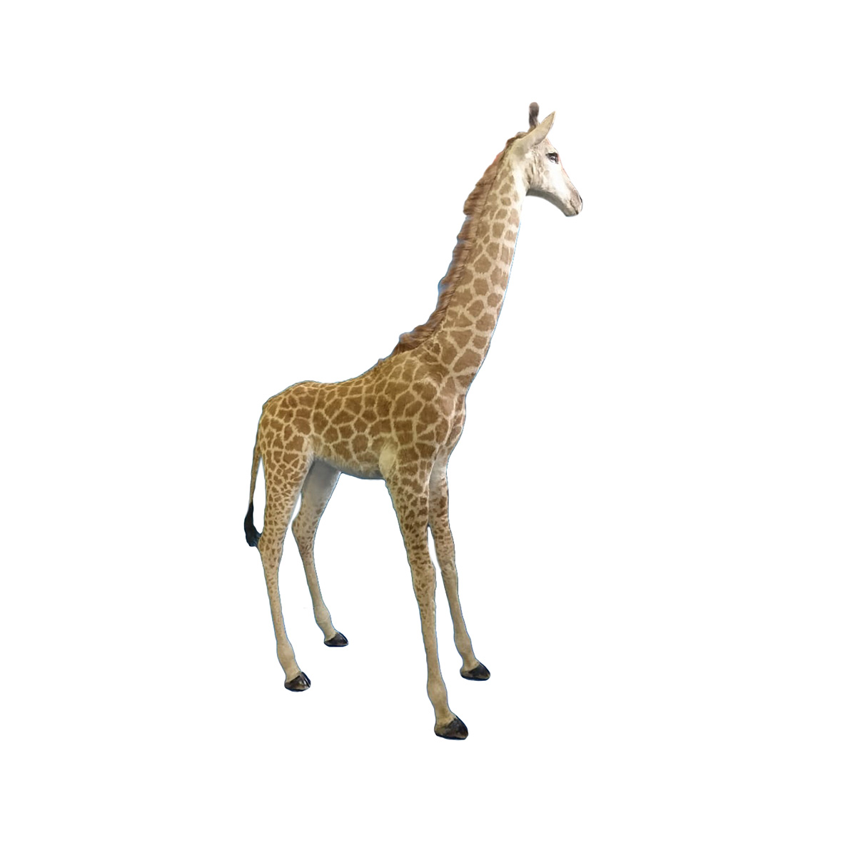 YOUNG GIRAFFE FULL MOUNT YGFM27 - Image 2