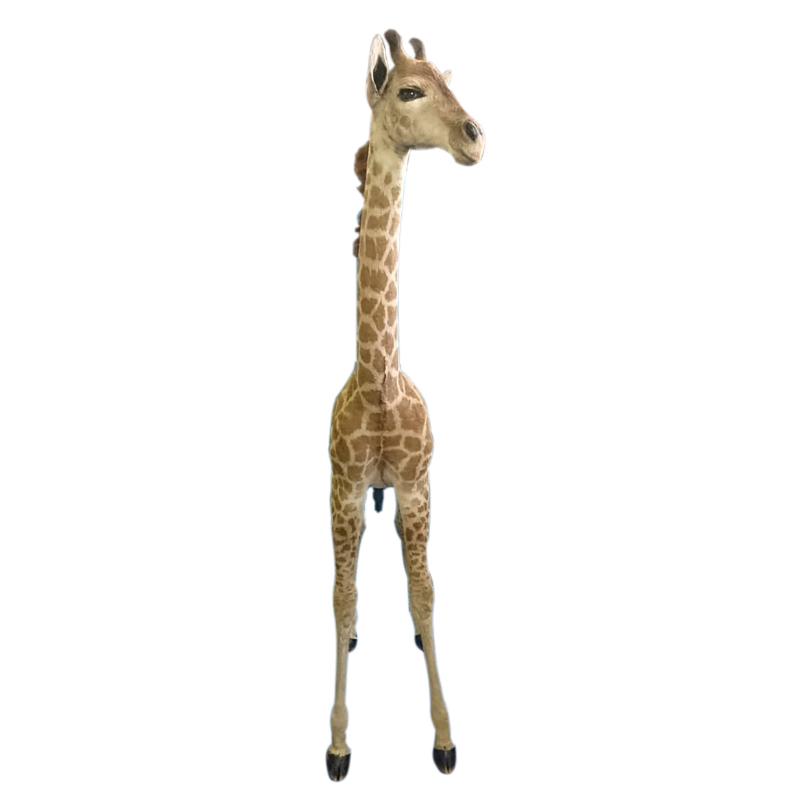 YOUNG GIRAFFE FULL MOUNT YGFM27 - Image 4
