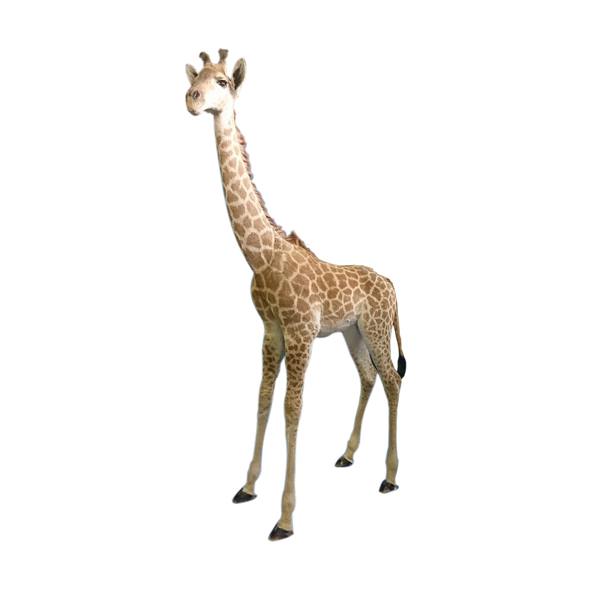 YOUNG GIRAFFE FULL MOUNT YGFM27