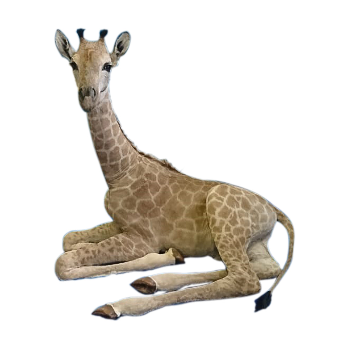 YOUNG GIRAFFE LYING DOWN YGLD13 - Image 2