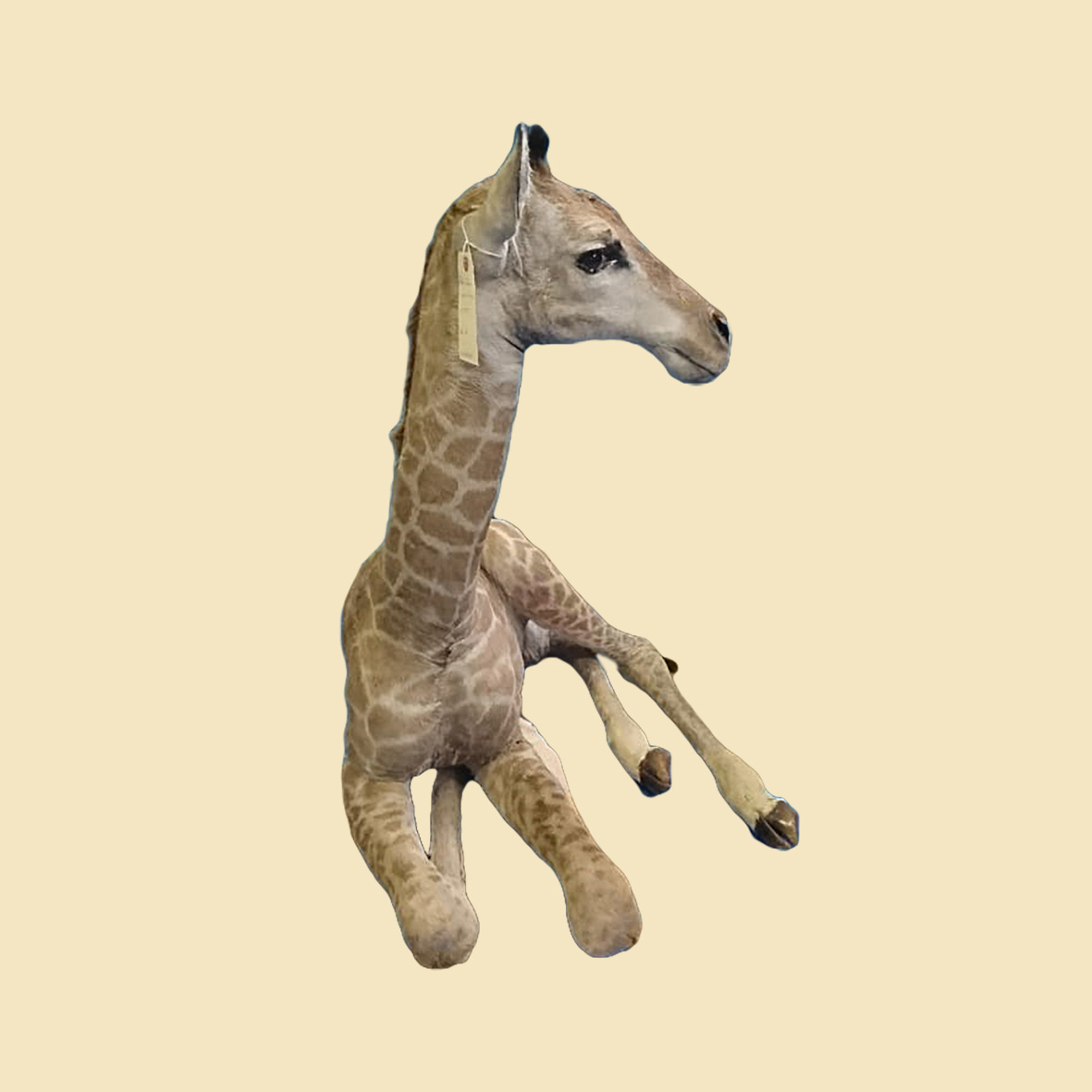 YOUNG GIRAFFE LYING DOWN YGLD13 - Image 3