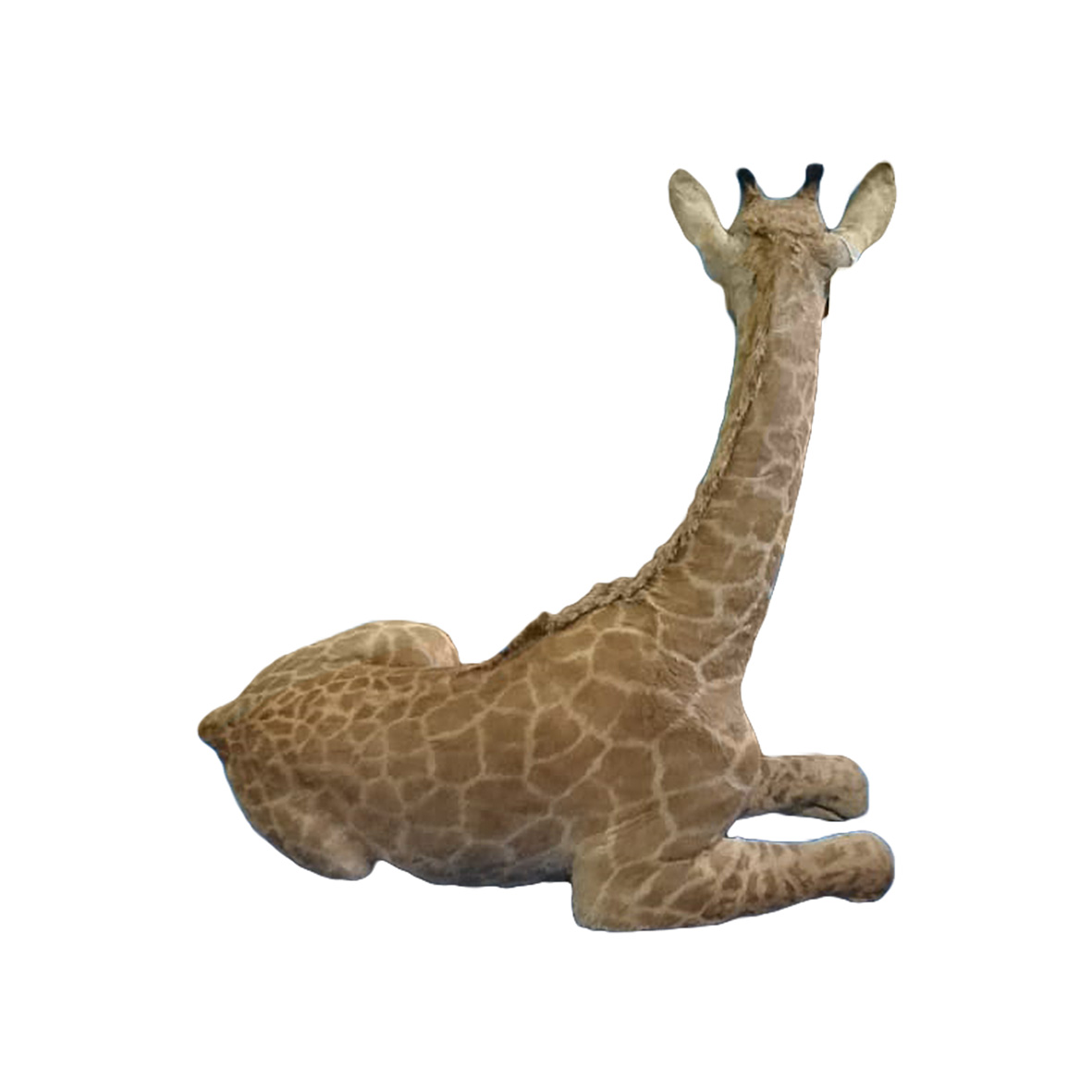 YOUNG GIRAFFE LYING DOWN YGLD13 - Image 4