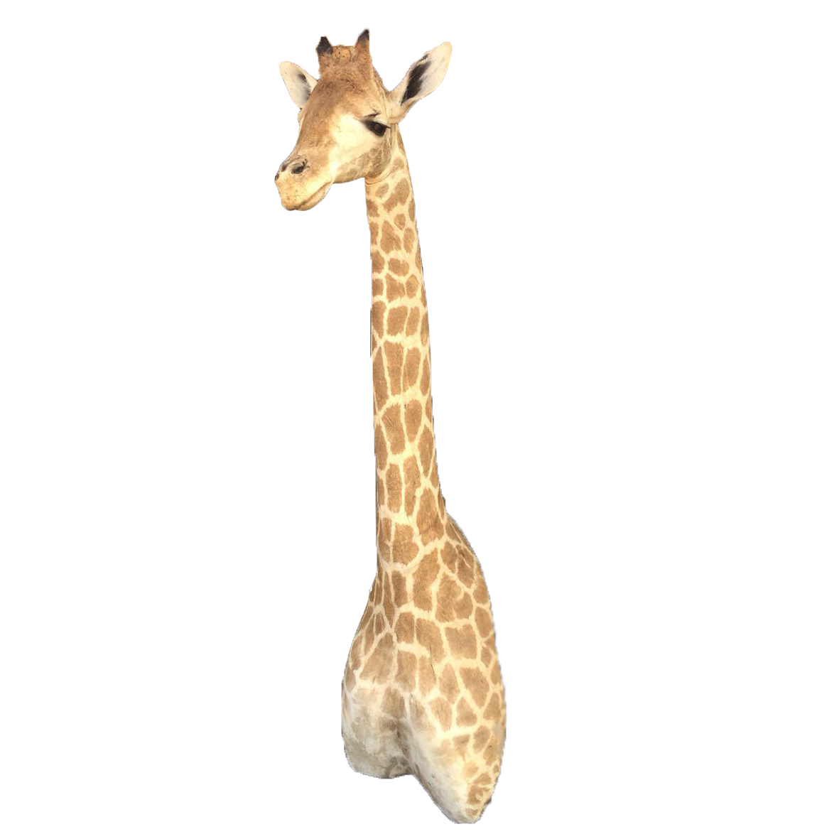 YOUNG GIRAFFE SHOULDER MOUNT YGSM - A