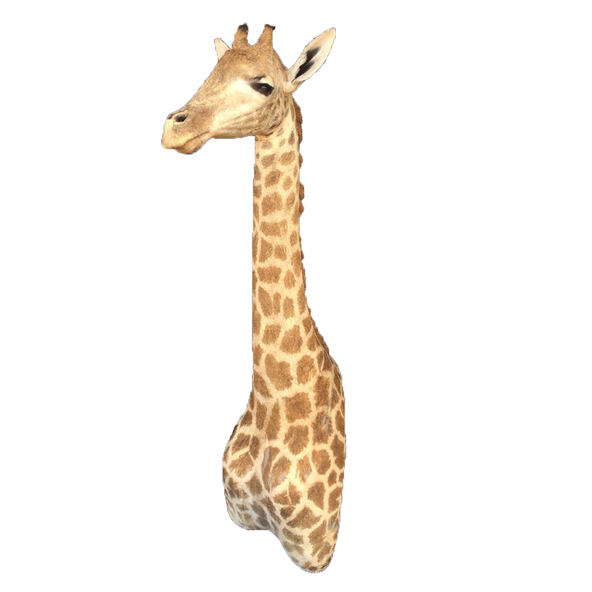 YOUNG GIRAFFE SHOULDER MOUNT YGSM - B
