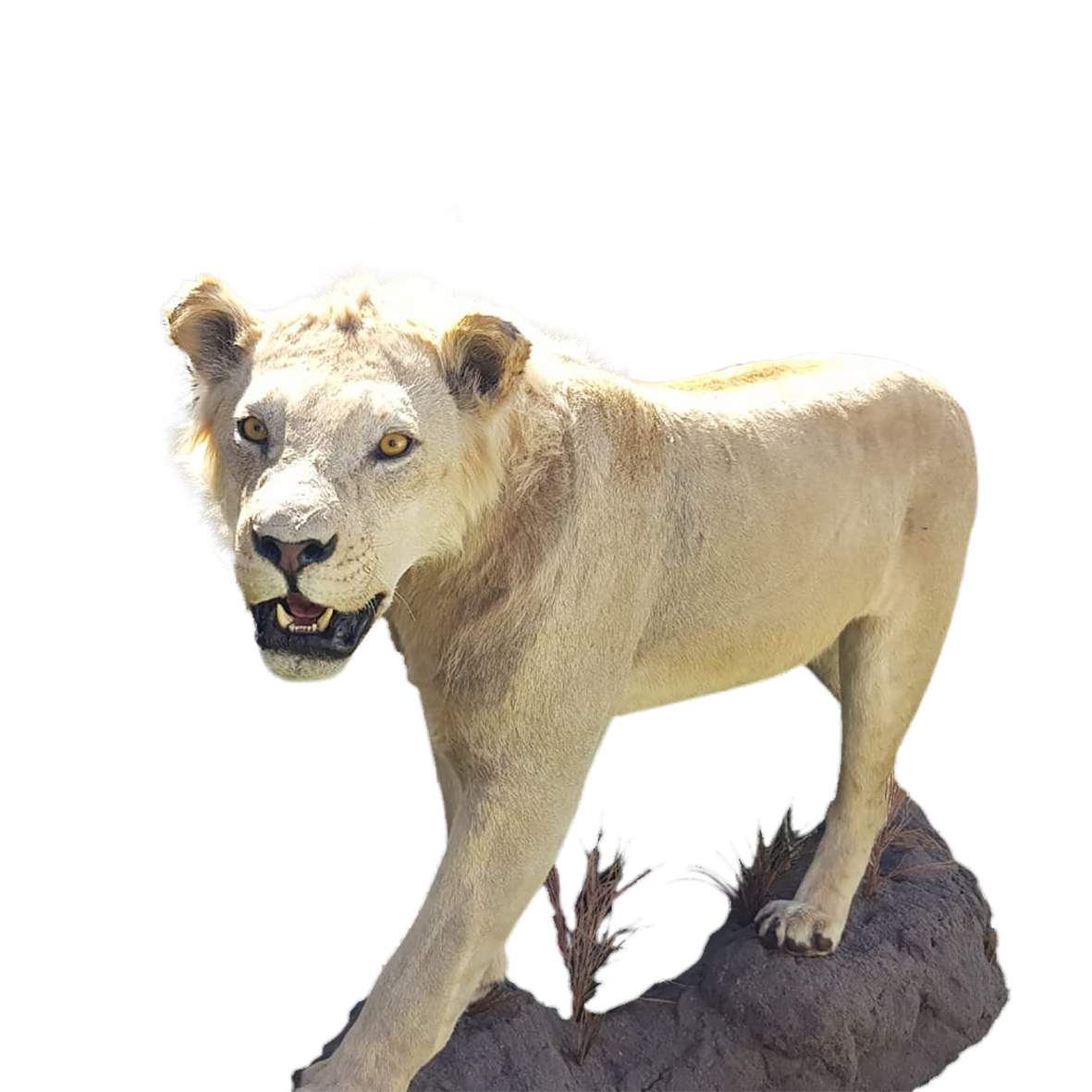 YOUNG MALE LION FULL MOUNT YMFM15 - Image 2