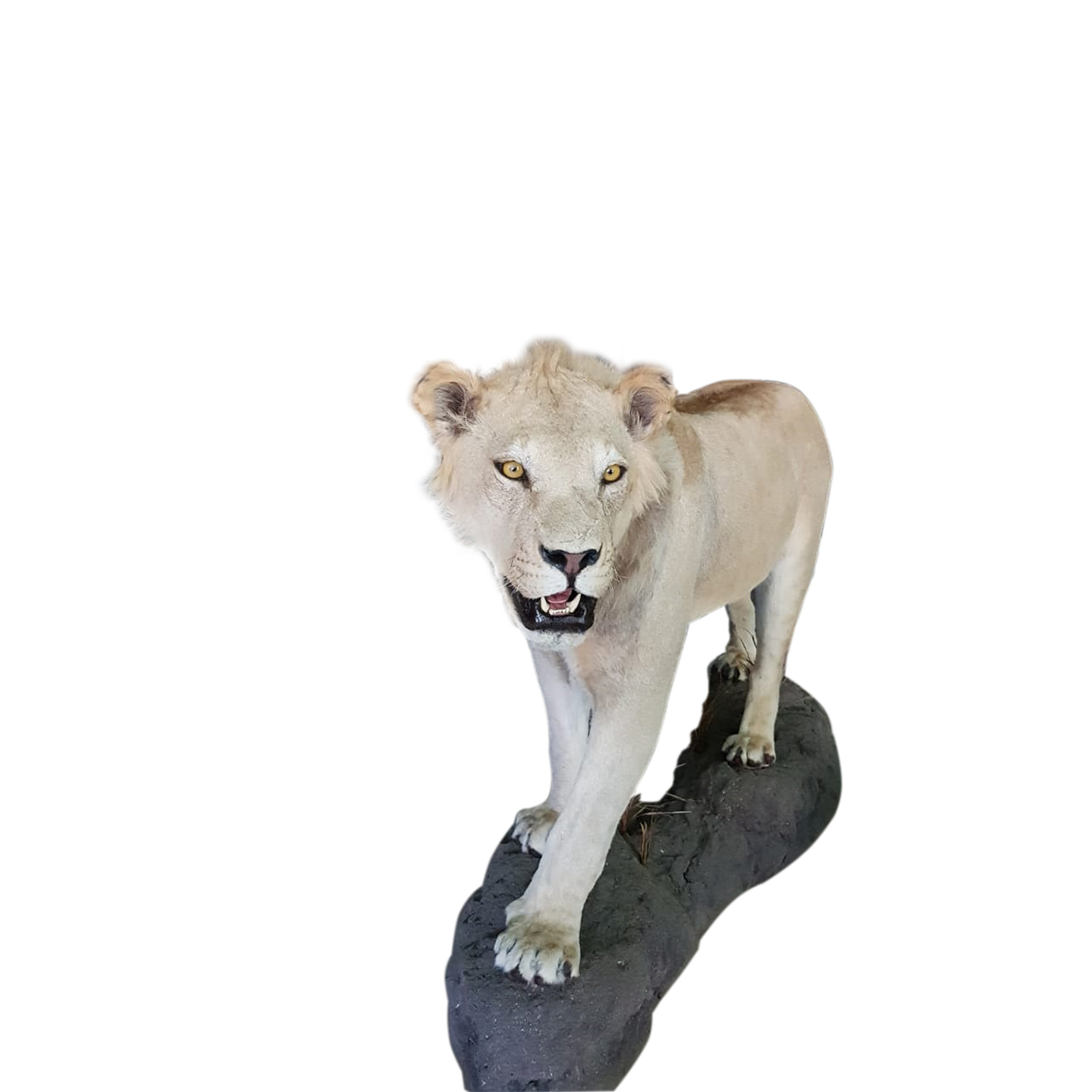 YOUNG MALE LION FULL MOUNT YMFM15 - Image 3