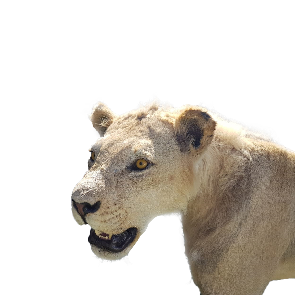 YOUNG MALE LION FULL MOUNT YMFM15 - Image 5