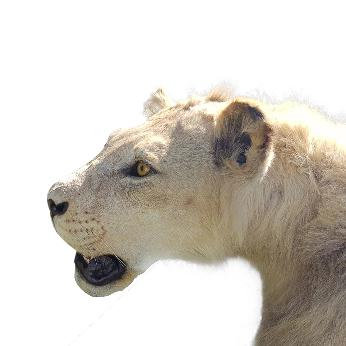 YOUNG MALE LION FULL MOUNT YMFM15 - Image 6