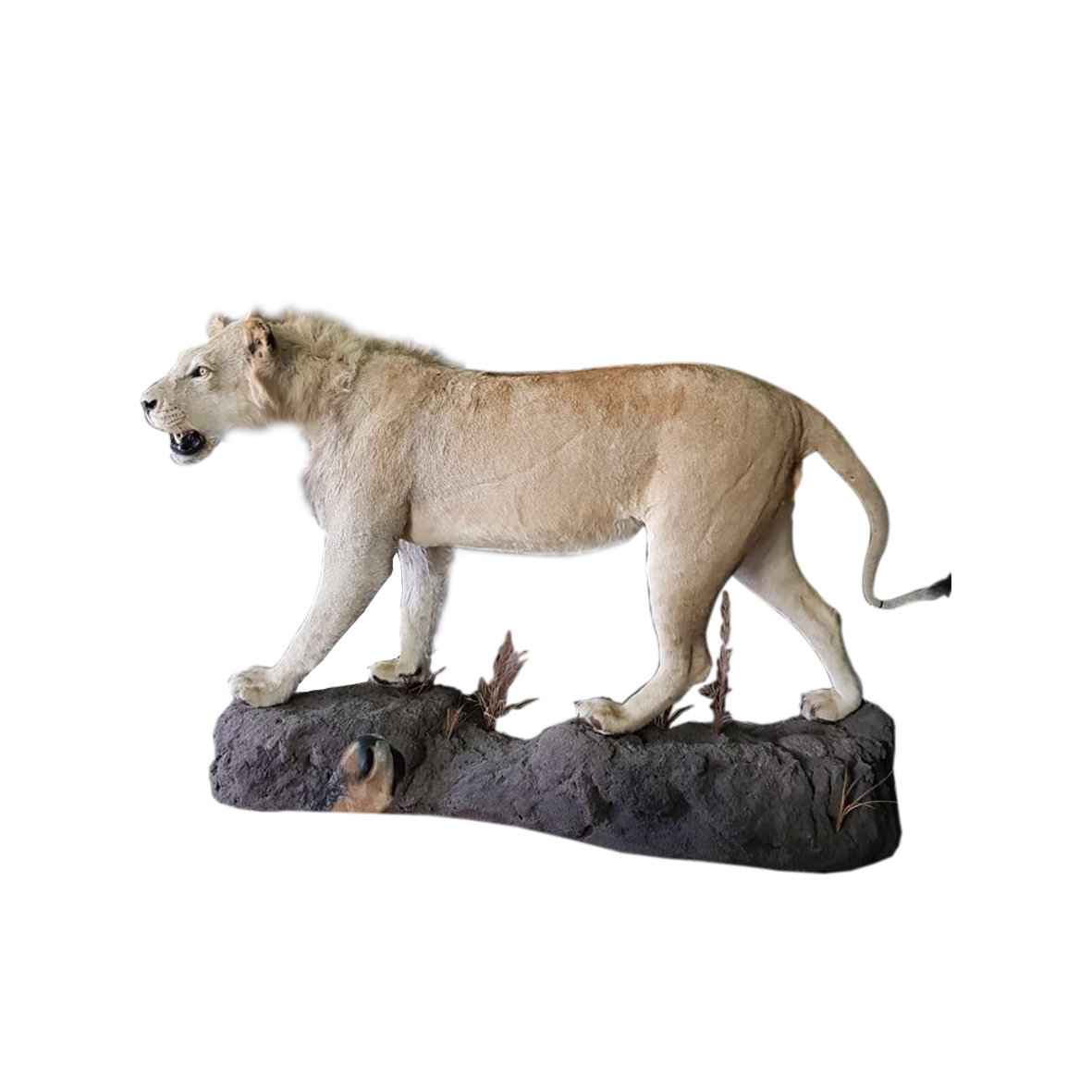 YOUNG MALE LION FULL MOUNT YMFM15