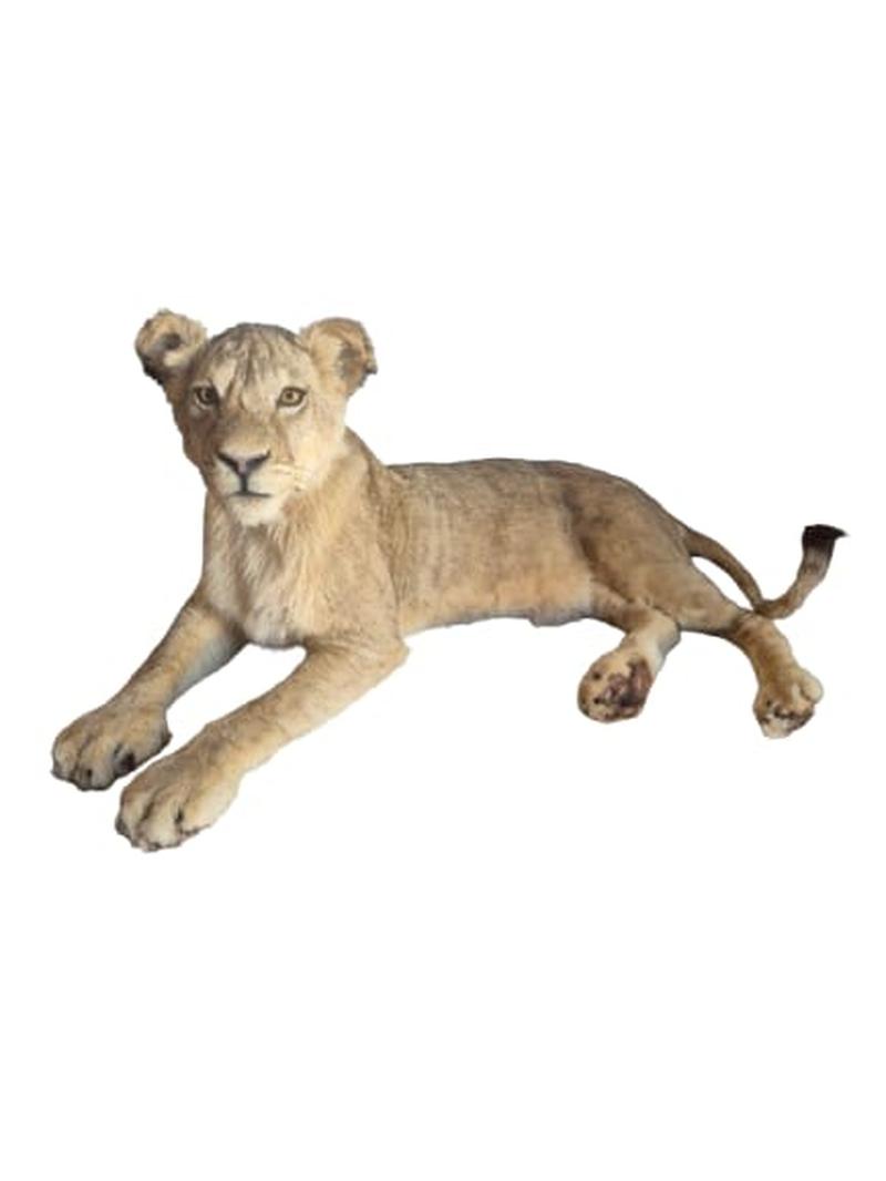 Young Male Lion Full Mount - Image 2