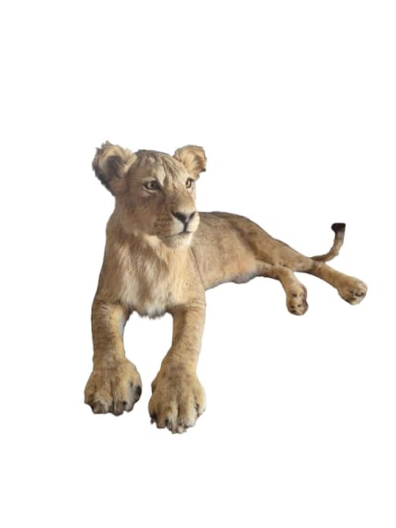 Young Male Lion Full Mount