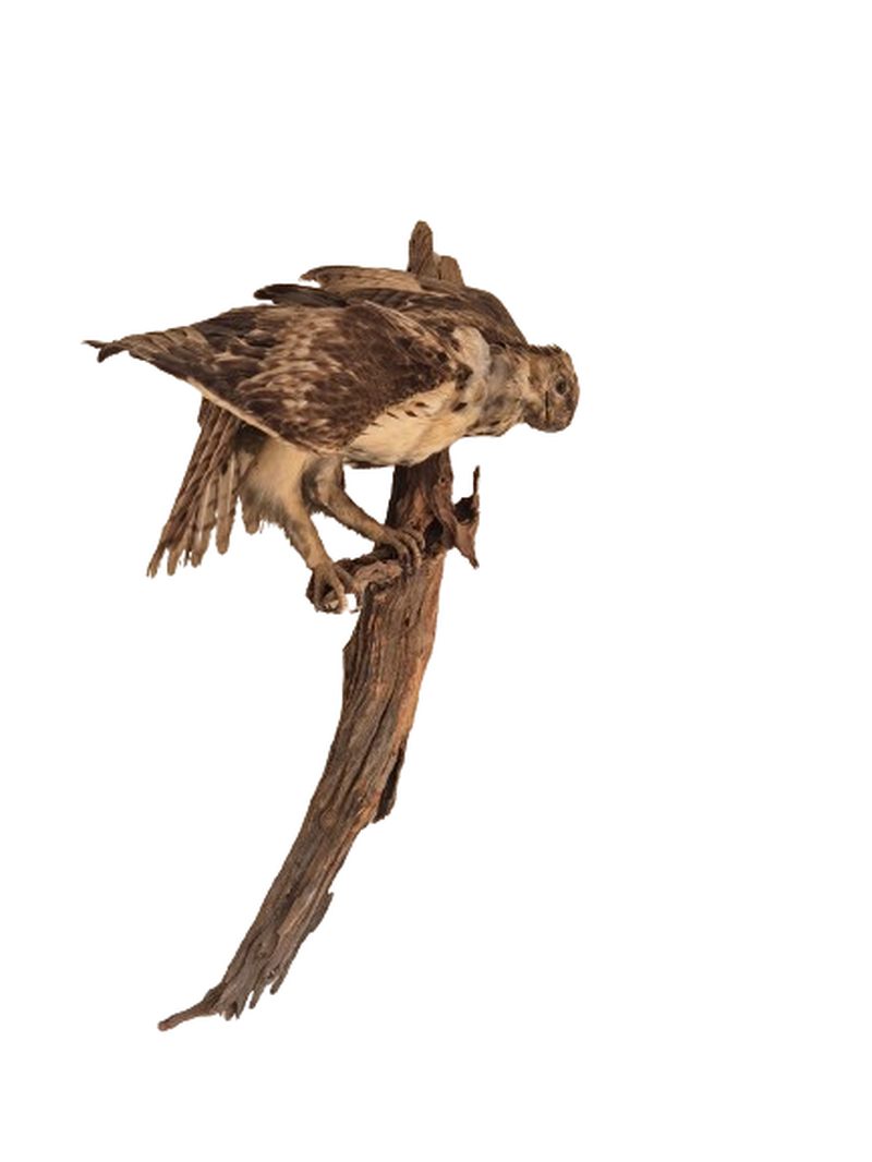 Young Martial Eagle - Image 2
