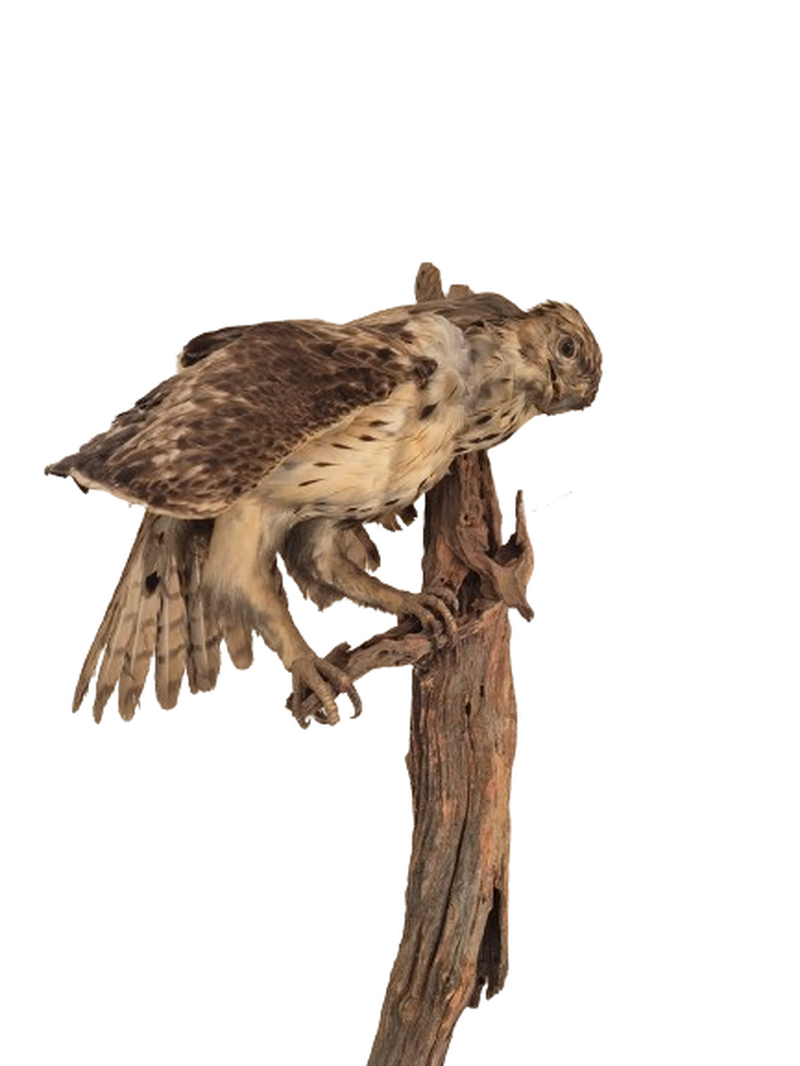 Young Martial Eagle