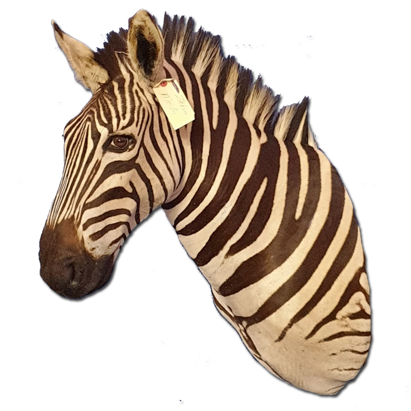 Zebra Shoulder Mount - ZSM103 - Image 3