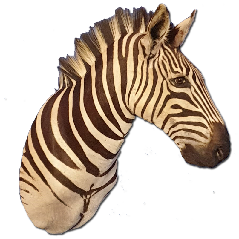 Zebra Shoulder Mount - ZSM103 - Image 5
