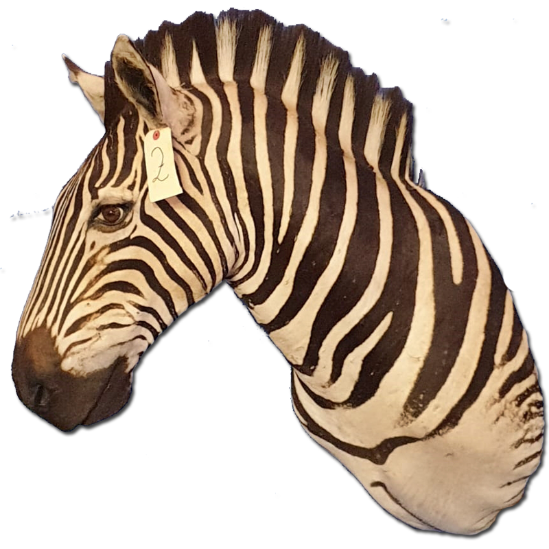 Zebra Shoulder Mount - ZSM102 - Image 4