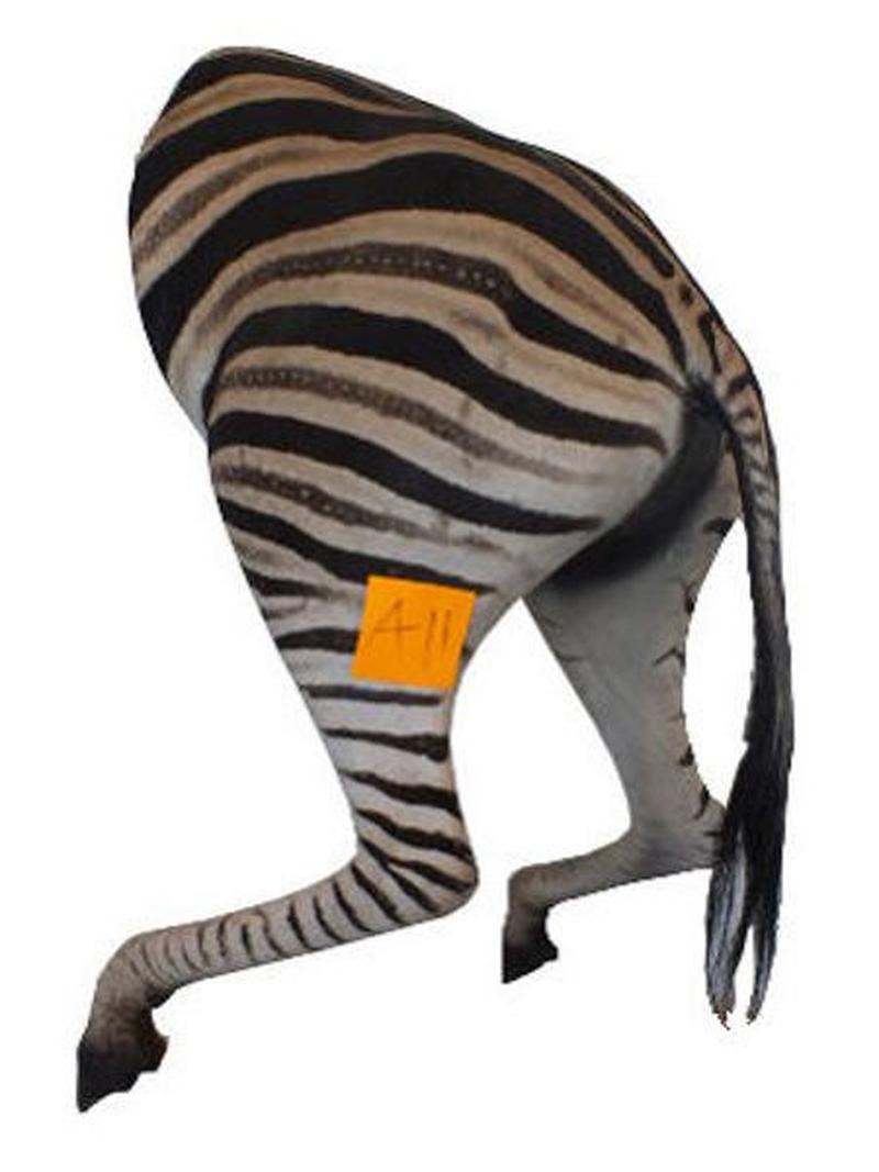 Zebra Back Mount For Sale A11 - Image 2