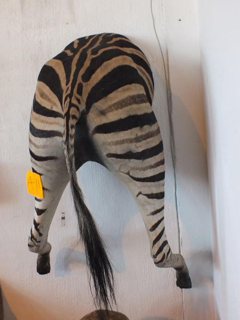 Zebra Back Mount For Sale A11 - Image 3
