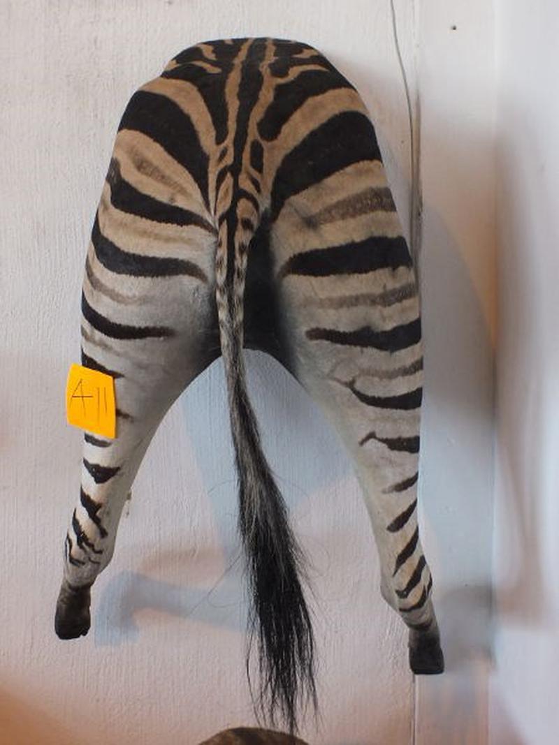 Zebra Back Mount For Sale A11 - Image 4