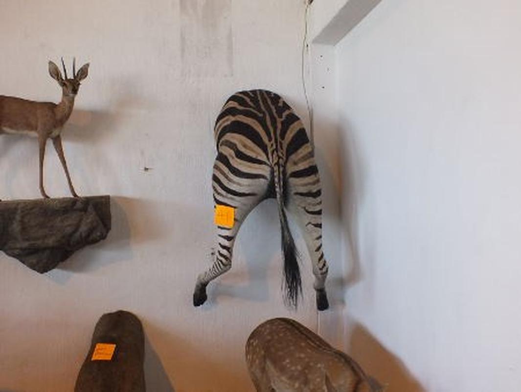 Zebra Back Mount For Sale A11 - Image 5