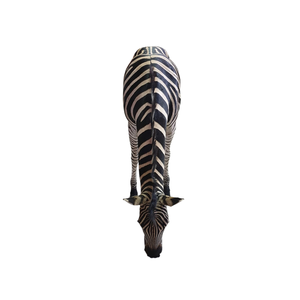 ZEBRA BURCHELL ZEBRA MOUNT DRINKING - Image 2