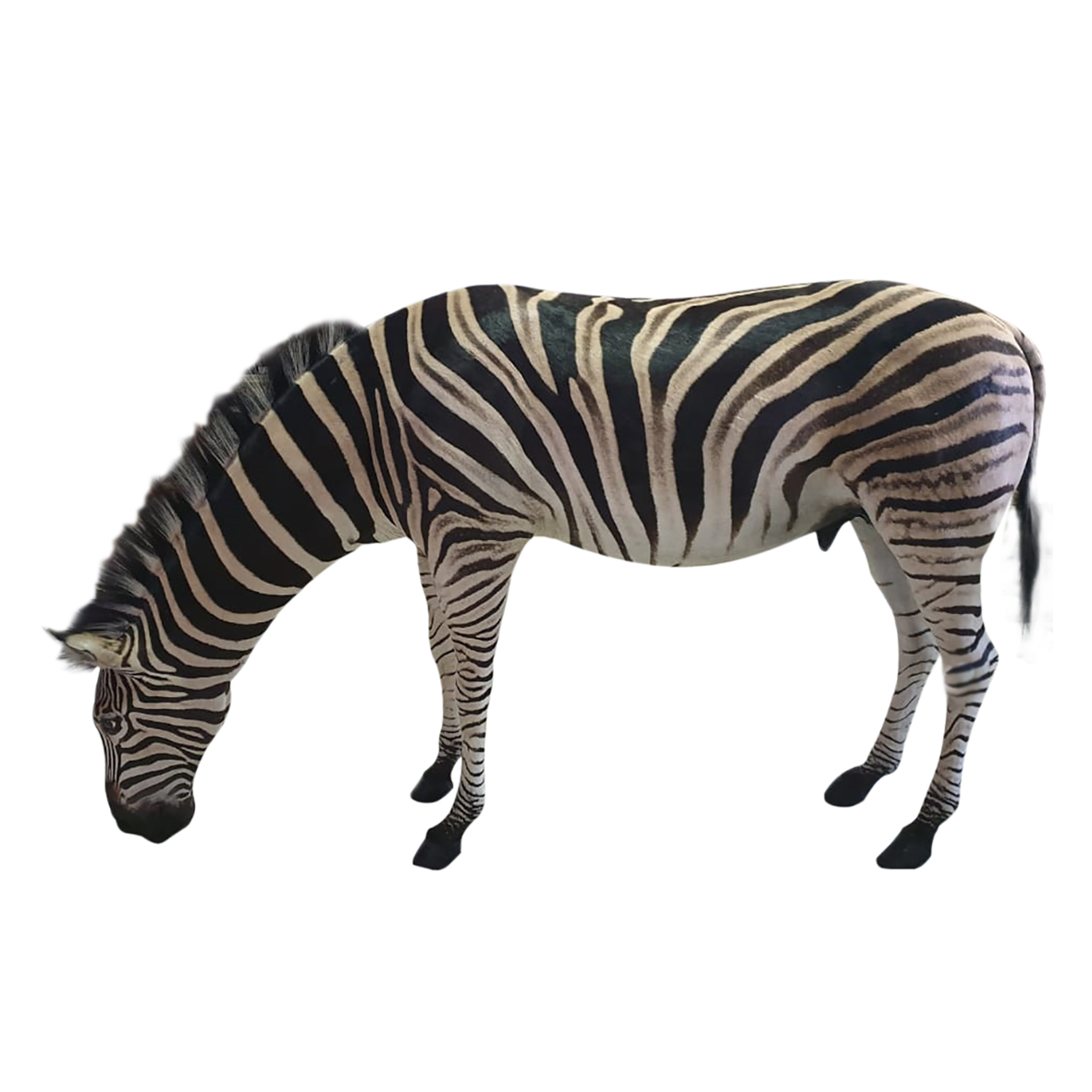 ZEBRA BURCHELL ZEBRA MOUNT DRINKING - Image 3