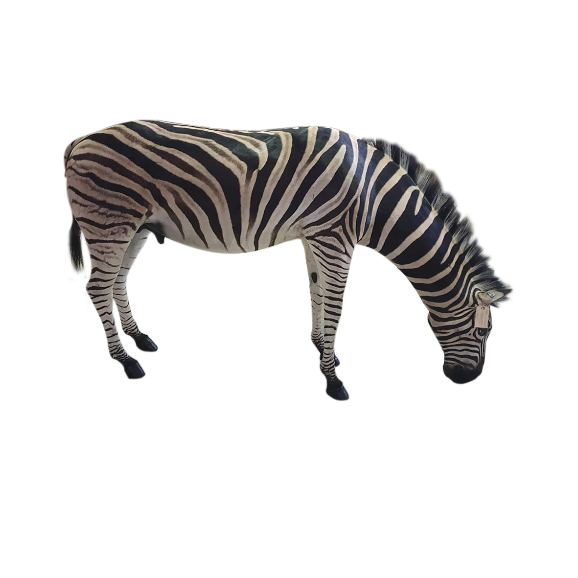 ZEBRA BURCHELL ZEBRA MOUNT DRINKING